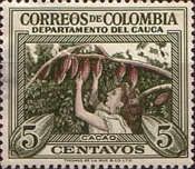 Cacao harvest, Cauca