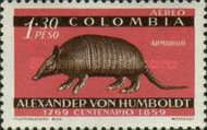 Nine-banded Armadillo (Dasypus novemcinctus)