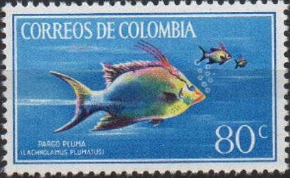 Hogfish (Lachnolaimus plumatus)