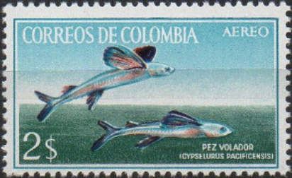Flying Fish (Cypselurus pacificensis)