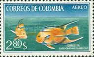 Blue Angelfish (Holacanthus isabelita)