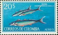 King Mackerel (Scomberomorus cavalla)