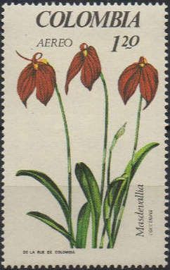 Masdevallia coccinea