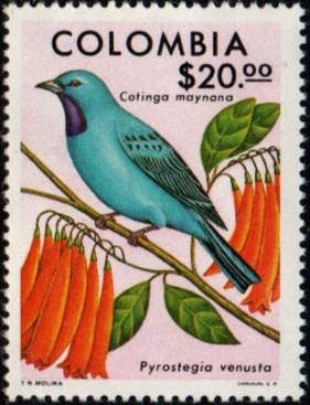 Plum-throated Cotinga (Cotinga maynana), Flame Vine (Pyrost