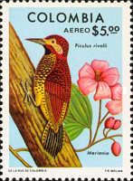 Crimson-mantled Woodpecker (Piculus rivolii), Meriania sp.