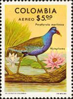 Purple Gallinule (Porphyrula martinica), Water Lily (Nymphae