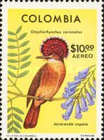 Royal Flycatcher (Onychorhynchus coronatus, Jacaranda copaia