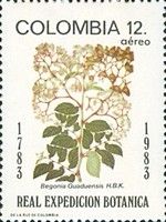 Begonia guaduensis
