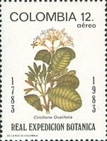 Chinchona ovalifolia