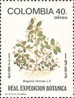 Begonia urticae