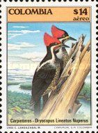 Lineated Woodpecker (Dryocopus lineatus nuperus)