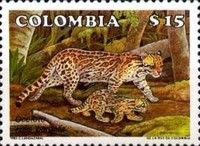 Ocelot (Felis pardalis)