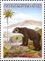 Spectacled Bear (Tremarctos ornatus)