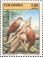 Straight-billed Woodcreeper (Xiphorhynchus picus)