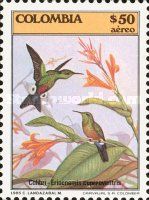 Coppery-bellied Puffleg (Eriocnemis cupreoventris)