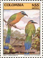 Blue-crowned Motmot (Momotus momota)
