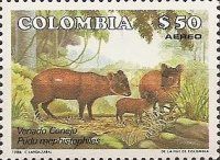 Northern Pudu (Pudu mephistophiles)