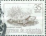 Yellow-bellied Slider Turtle (Pseudemys scripta)