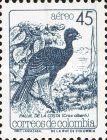Blue-billed Curassow (Crax alberti)