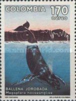 Humpback Whale (Megaptera novaeangliae)