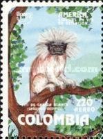 Cotton-top Tamarin (Saguinus oedipus)