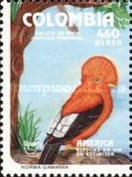 Andean Cock-of-the-rock (Rupicola peruviana)