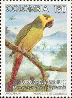 Yellow-eared Parrot (Ognorhynchus icterotis)
