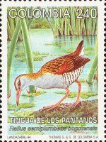 Bogota Rail (Rallus semiplumbeus bogotensis)