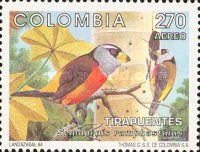 Toucan Barbet (Semnornis ramphastinus)