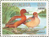 Cinnamon Teal (Anas cyanoptera borreroi)
