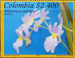 Miltoniopsis vexillaria