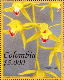 Cymbidium sp.