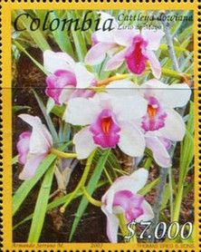 Cattleya dowiana