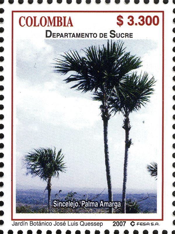Bitter Palm (Sabal mauritiiformis)