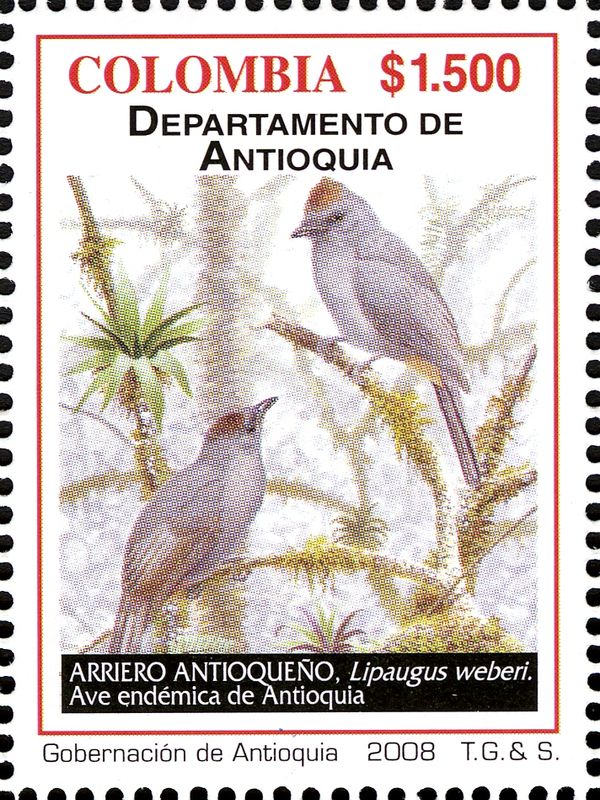 Chestnut-capped Piha (Lipaugus weberi)