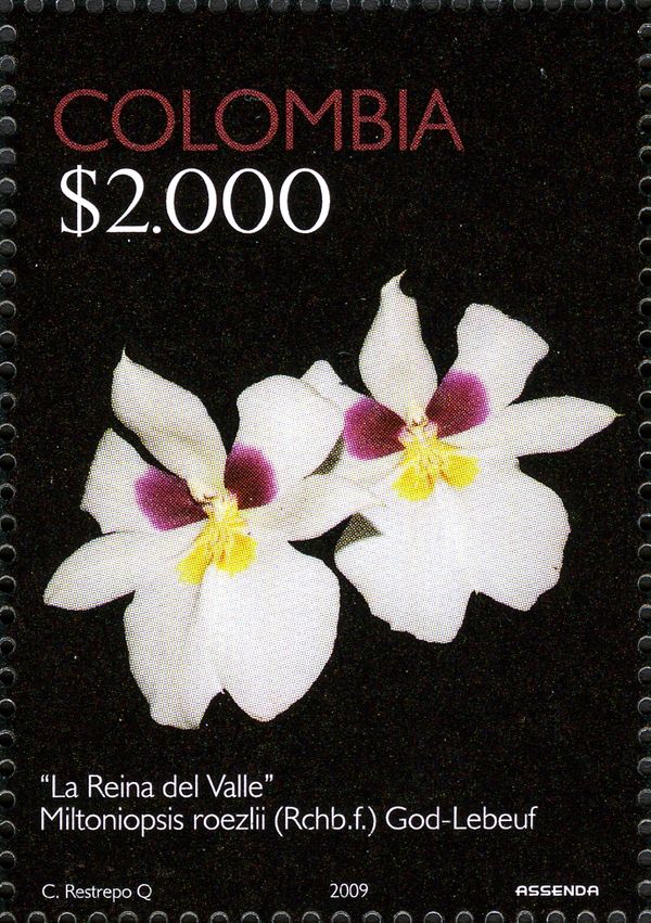 Queen of the Valley, Miltoniopsis roezlii