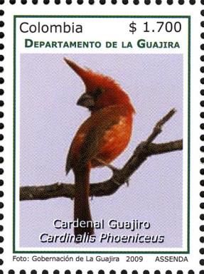 Vermilion Cardinal (Cardinalis phoeniceus)