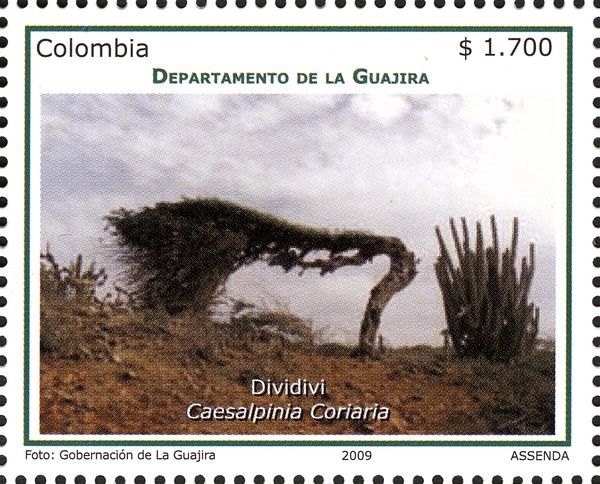 Caesalpinia coriaría