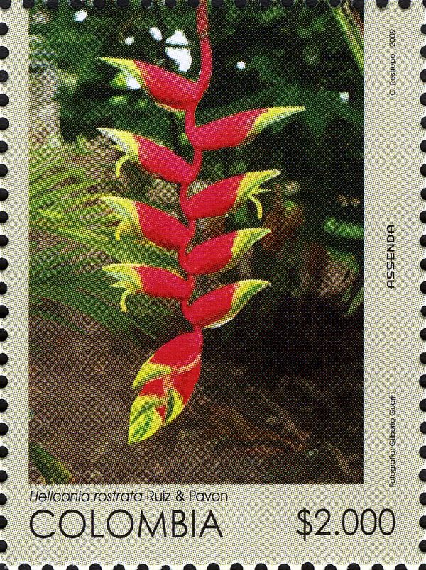 Heliconia rostrata