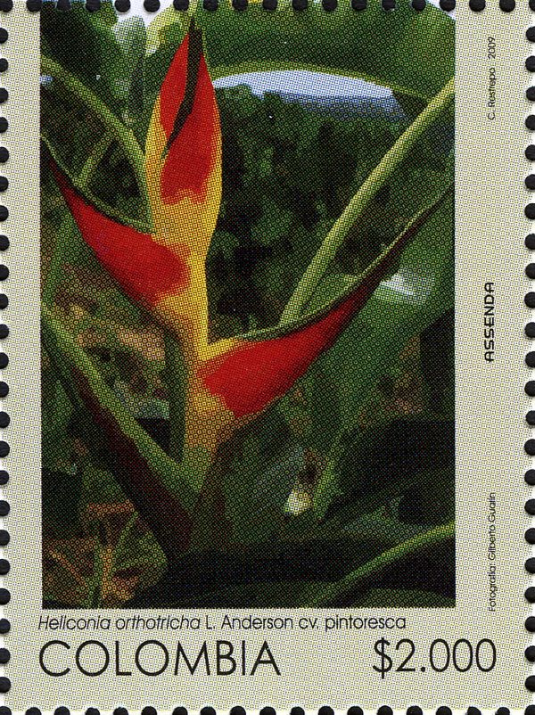 Heliconia orthotricha