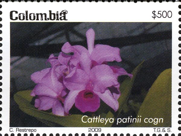 Cattleya patinii cogn