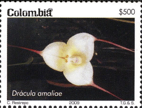Dracula amaliae