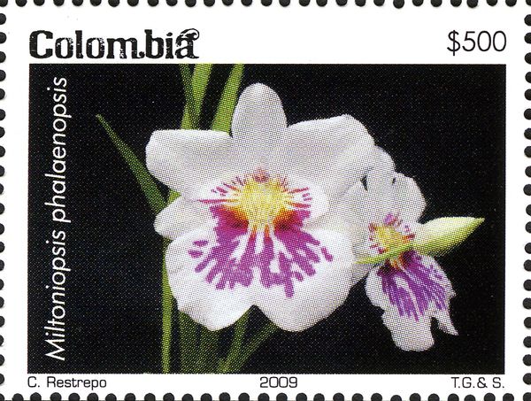 Miltoniopsis phalaenopsis