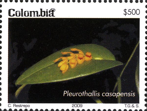 Pleurothallis casapensis