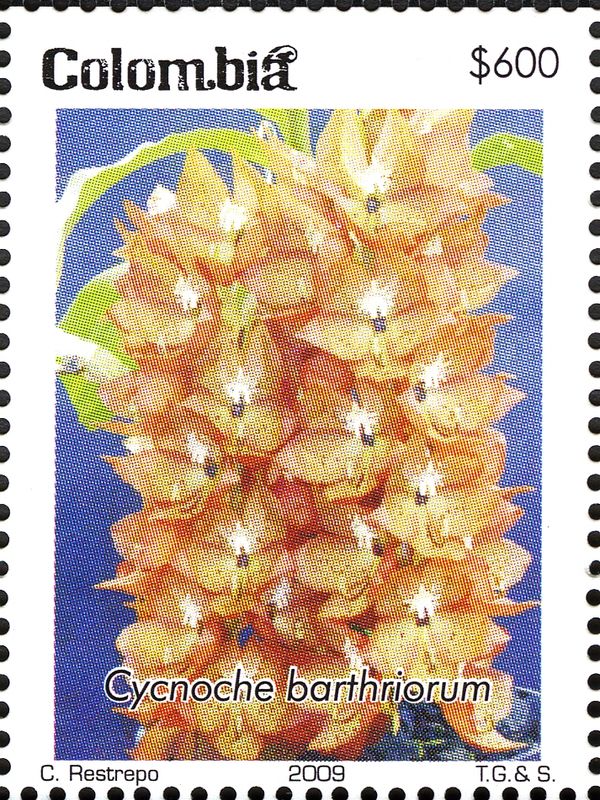 Cycnoche barthriorum