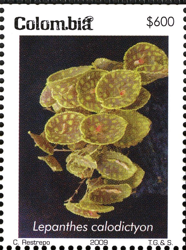 Lepanthes calodictyon
