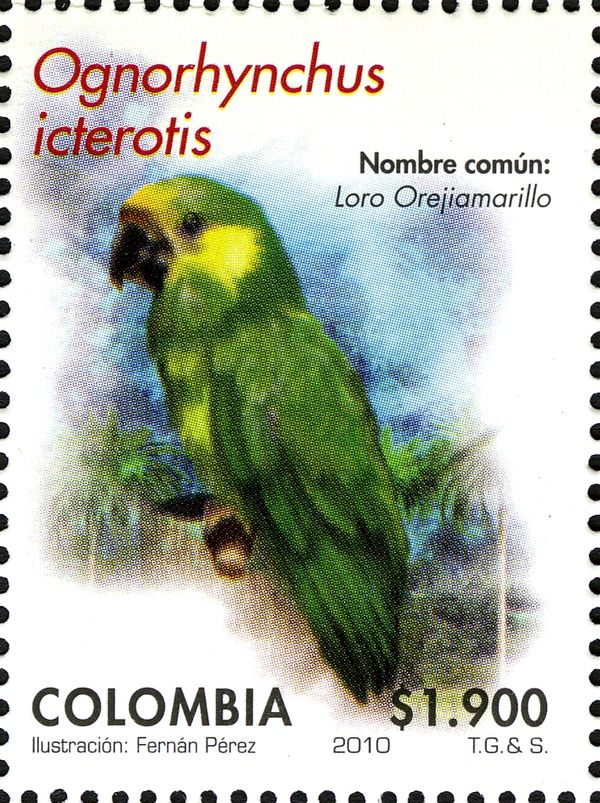 Yellow-eared Parrot (Ognorhynchus icterotis)