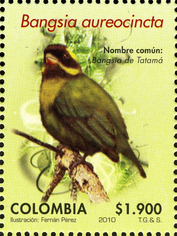Gold-ringed Tanager (Bangsia aureocincta)