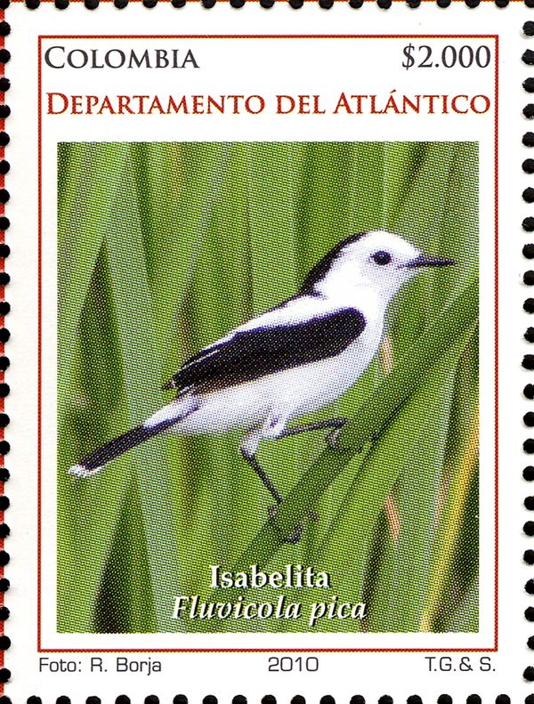 Pied Water Tyrant (Fluvicola pica)