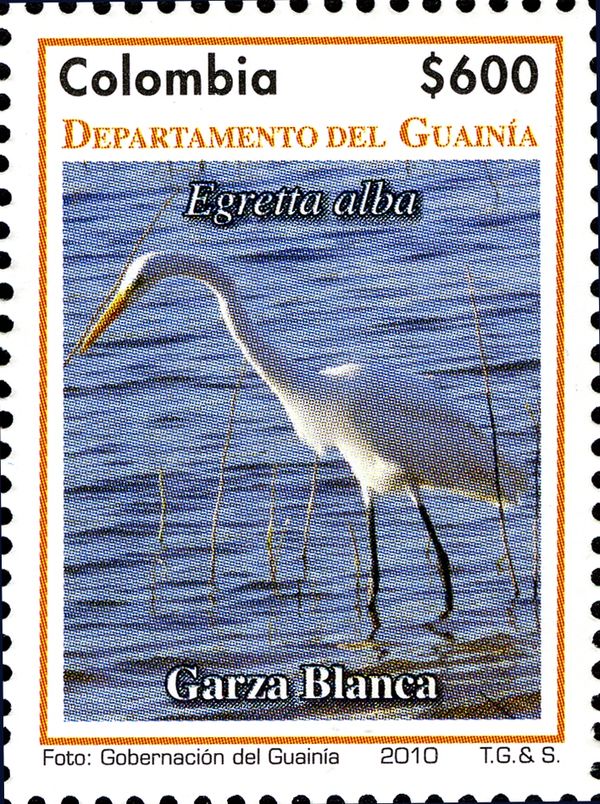 Great Egret (Egretta alba)